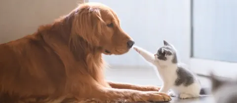Un golden retriever et un chaton gris et blanc touche la truffe du chien.
