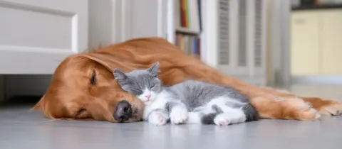 Un golden retriever et un chaton gris et blanc dorment paisiblement l'un à côté de l'autre sur un sol carrelé.