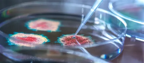 Recherche en laboratoire, pipette déposant du liquide dans une boîte de Petri.