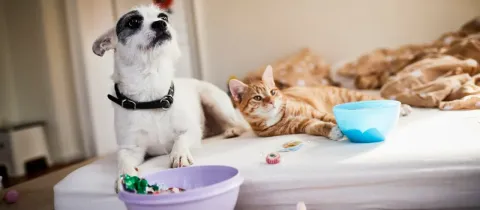 Un chien Jack Russell et un chat roux se prélassent sur un lit, avec des bols en plastique et des bonbons éparpillés.