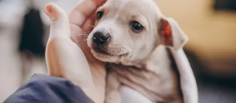 Gros plan sur un chiot dans une main caressante.