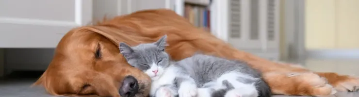 Un golden retriever et un chaton gris et blanc dorment paisiblement l'un à côté de l'autre sur un sol carrelé.