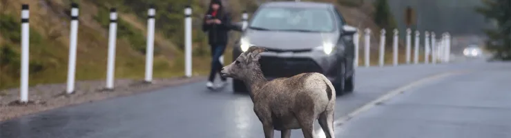 Un mouflon sur une route humide, avec une voiture et une personne en arrière-plan.