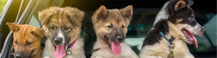Quatre chiots de races variées regardant par l'arrière d'un véhicule, langues pendantes.