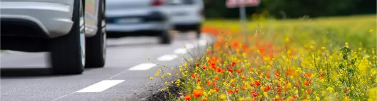 Une rangée de voitures sur une route bordée de fleurs sauvages colorées et d'un panneau de signalisation.