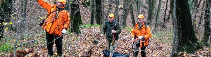 Trois chasseurs en gilets orange fluorescents marchant dans une forêt avec leurs chiens de chasse.