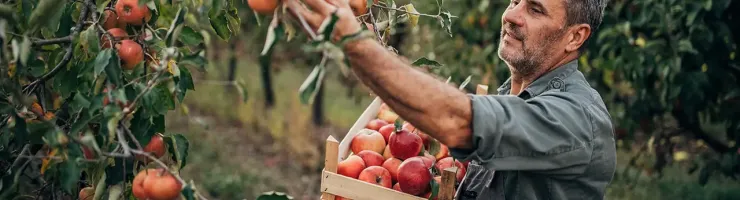 Producteur récoltant des pommes dans un verger