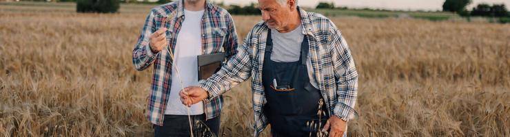 Deux hommes dans un champ, entourés de blé mûr.