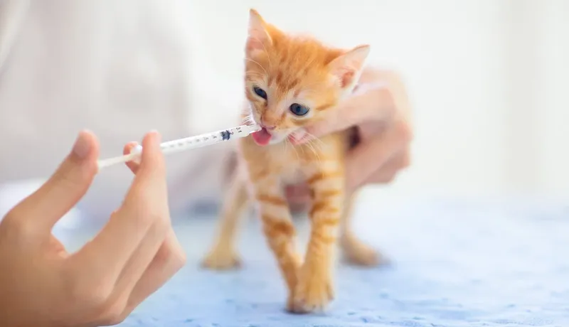 Chat buvant une pipette de vermifuge