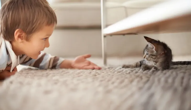 Un jeune garçon observe un chaton tigré étendu sur un tapis.