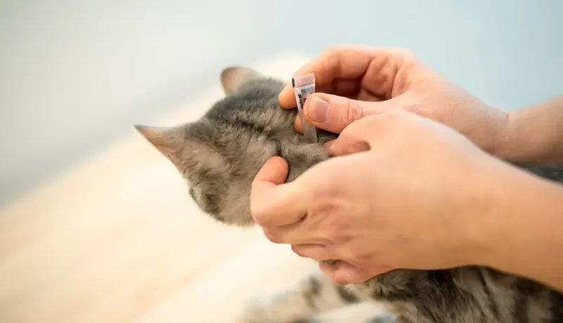 Gros plan des mains appliquant un produit sur la nuque d'un chat tigré gris.