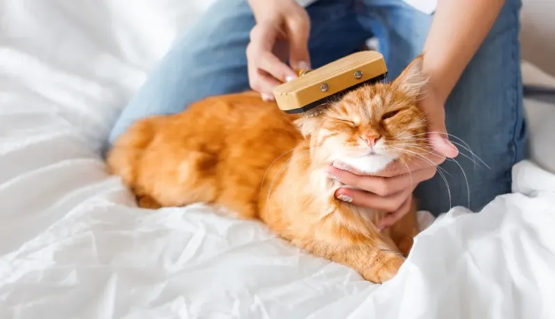 Les mains d'une personne brossent un chat roux allongé sur un lit blanc.