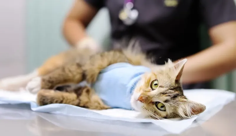 Un chat tigré avec un bandage bleu est allongé sur une table d'examen chez le vétérinaire.