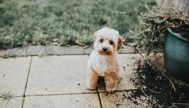 Un petit chien de couleur claire est assis sur des dalles à l'extérieur, regardant la caméra.