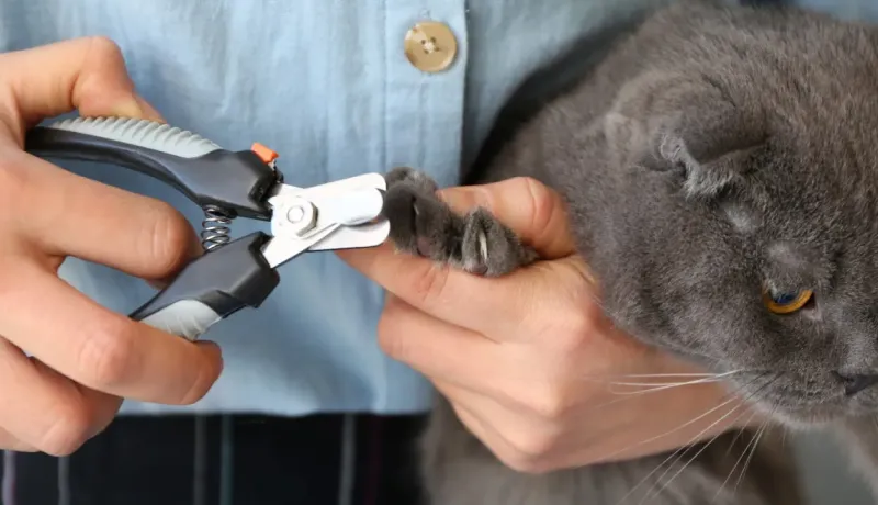 Gros plan des mains coupant les griffes d'un chat gris avec un coupe-griffes.