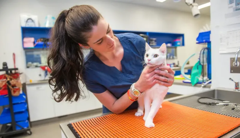 Une vétérinaire examine un chat blanc sur une table d'examen orange dans une clinique.