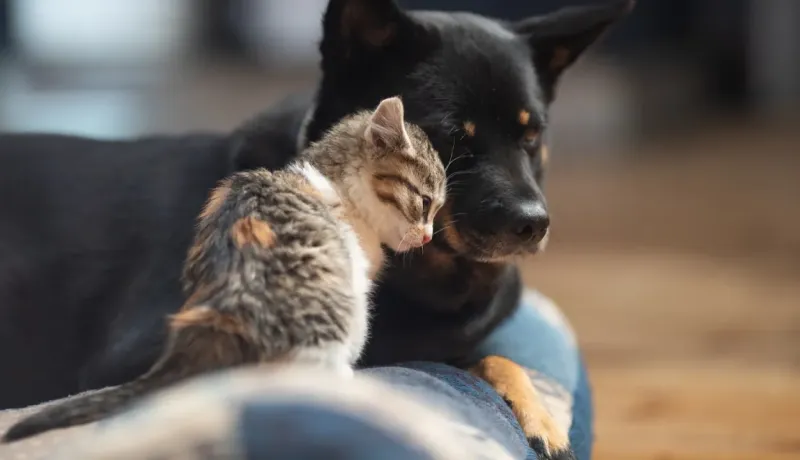 Gros plan d'un chaton tigré confortablement installé à côté d'un chien noir.