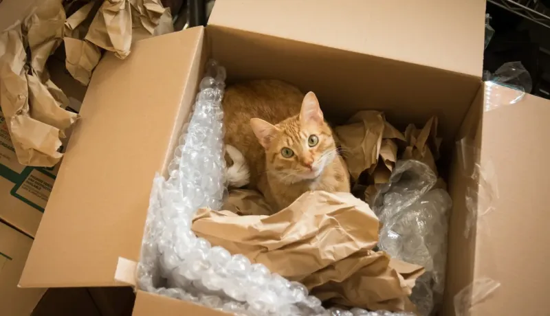 Un chat roux aux yeux verts est assis dans une boîte en carton remplie de papier bulle et de papier kraft.