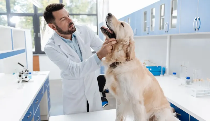 Un vétérinaire examine un golden retriever debout sur une table d'examen en laboratoire.