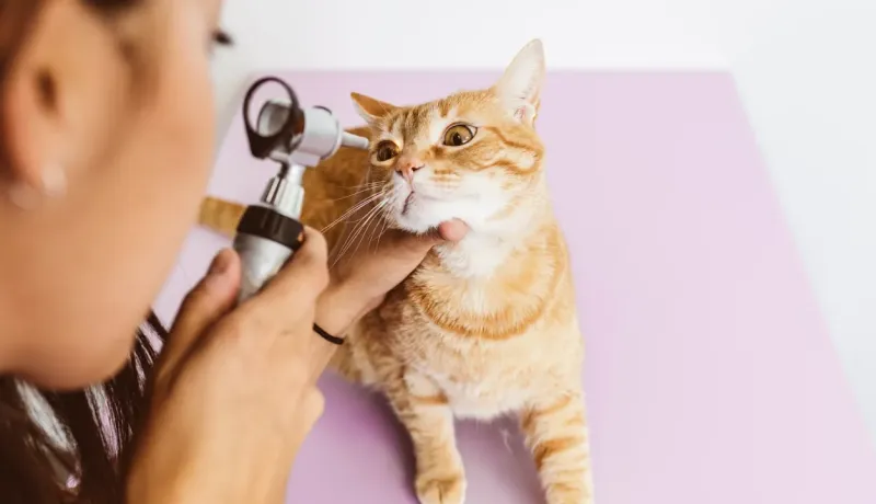 Une personne examine l'oreille d'un chat roux à l'aide d'un otoscope.