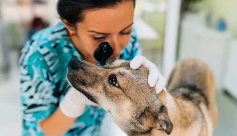 Une vétérinaire examine l'œil d'un chien à l'aide d'un instrument.