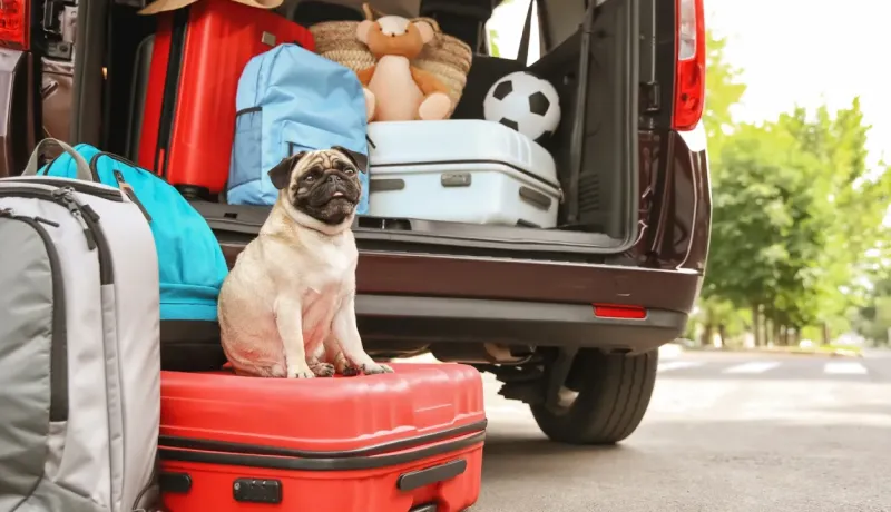 Un carlin est assis sur une valise rouge à l'arrière d'une voiture chargée de bagages.