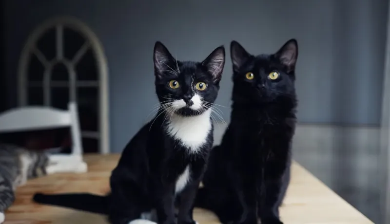 Deux chats noirs et blancs aux yeux jaunes sont assis côte à côte, regardant la caméra.