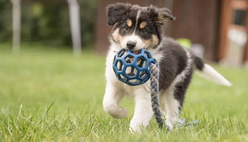 Un chiot border collie noir, blanc et marron court dans l'herbe avec un jouet bleu dans sa gueule.