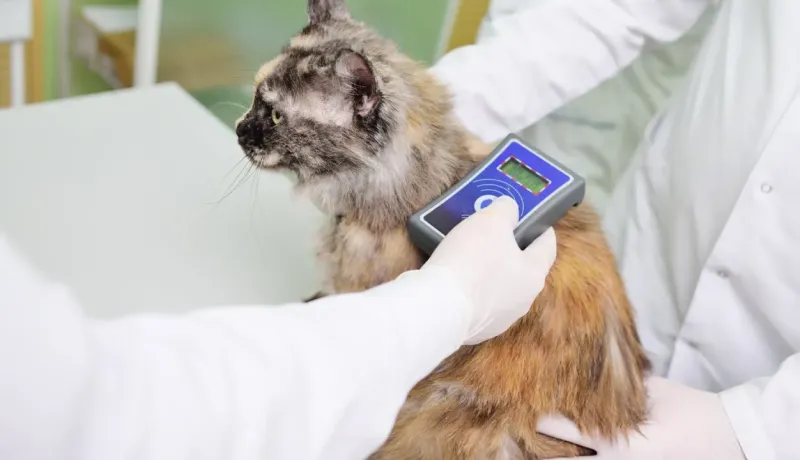 Les mains d'une personne avec un lecteur scannent la puce d'un chat.