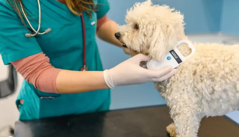 Un vétérinaire scanne la puce d'identification d'un caniche blanc sur une table d'examen.