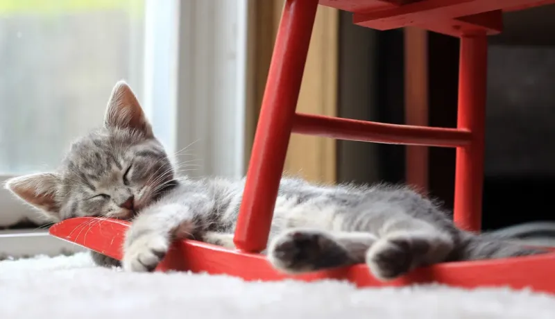 Un chaton tigré gris dort blotti sur un pied d'une chaise.