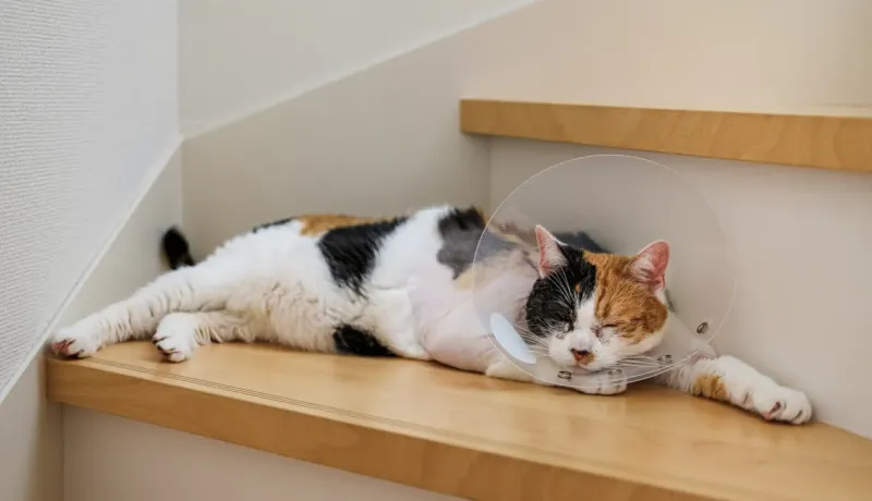 Un chat calico avec une collerette est allongé sur un escalier en bois, les yeux fermés.