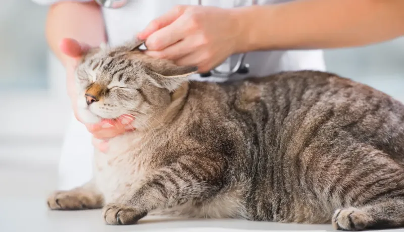 Gros plan des mains d'une personne nettoyant l'oreille d'un chat tigré gris.