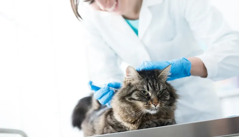 Une vétérinaire en blouse blanche et gants bleus administre une injection à un chat tigré à poils longs.