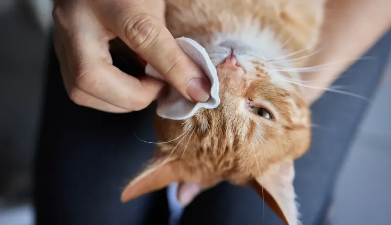 Gros plan d'une main nettoyant délicatement l'œil d'un chat roux avec une lingette.