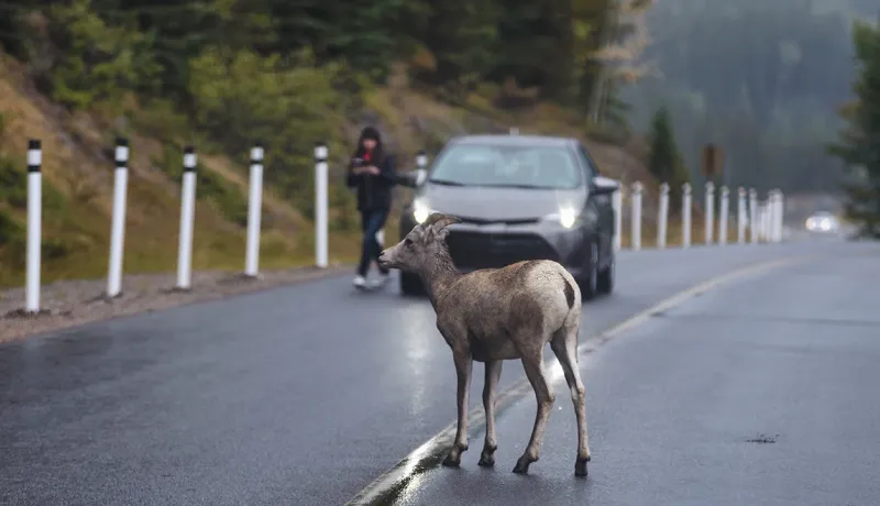 Un mouflon sur une route humide, avec une voiture et une personne en arrière-plan.