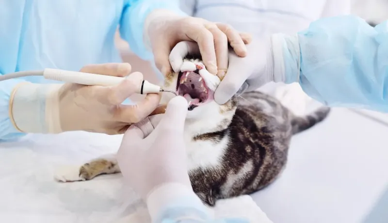 Deux personnes en blouse bleue et gants blancs procèdent à un détartrage sur un chat tigré.