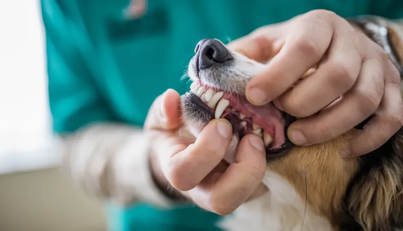 Gros plan des mains d'un vétérinaire examinant les dents d'un chien.