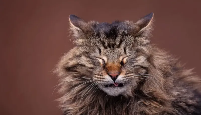 Gros plan de la tête d'un chat à poils longs avec les yeux fermés et la langue légèrement sortie.