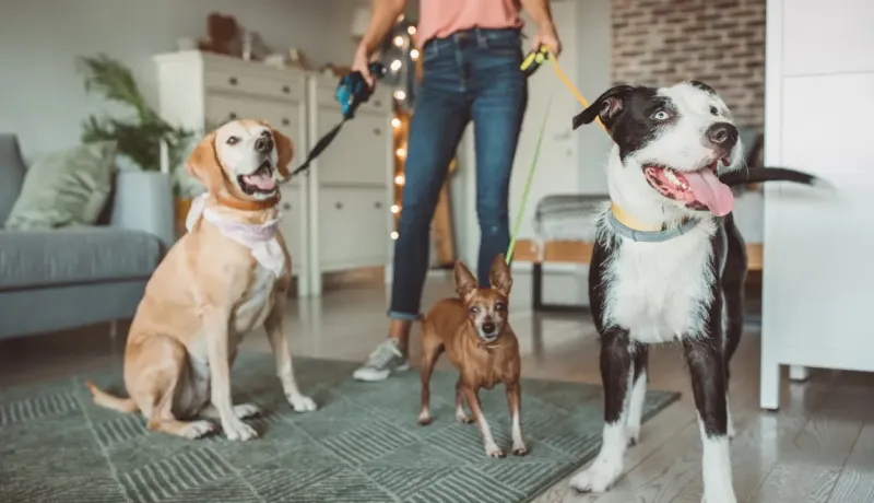 Trois chiens de tailles différentes posent en laisse devant une personne.