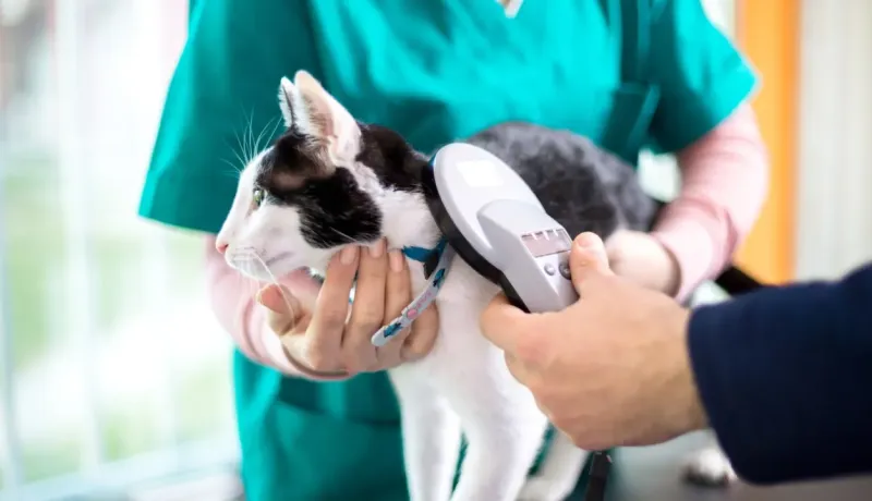 Un vétérinaire utilise un lecteur pour scanner la puce d'identification d'un chat noir et blanc.