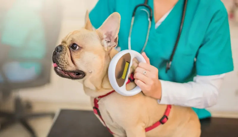Un vétérinaire scanne la puce d'identification d'un bouledogue français beige.