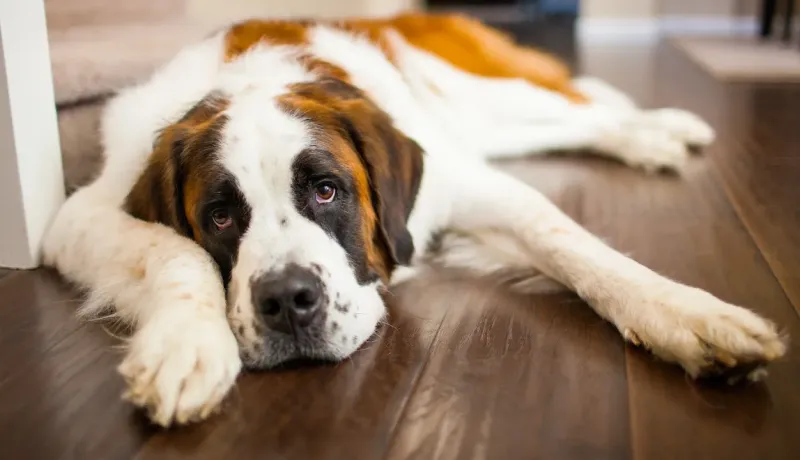 Un chien Saint-Bernard blanc et marron est allongé sur un plancher en bois, regardant tristement.