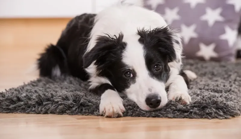 Un border collie noir et blanc est allongé sur un tapis gris, la tête posée sur ses pattes.