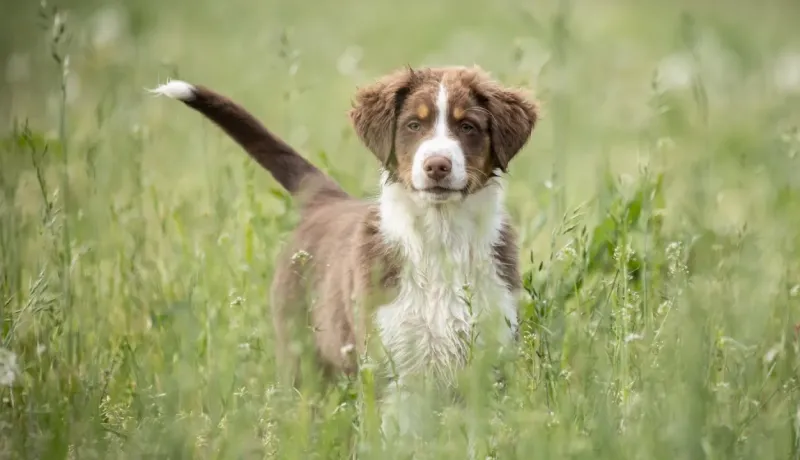 Un chiot berger australien marron et blanc se tient dans l'herbe haute, regardant attentivement.