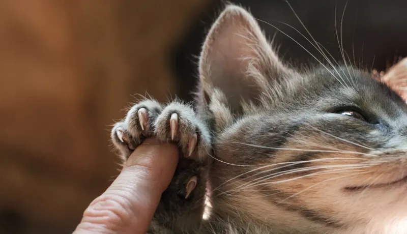 Gros plan d'un chaton tigré gris avec ses griffes déployées sur un doigt humain.