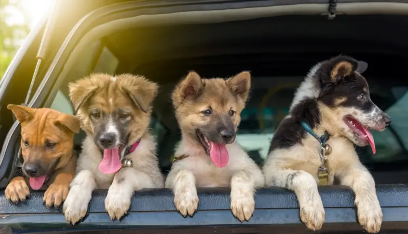Quatre chiots de races variées regardant par l'arrière d'un véhicule, langues pendantes.