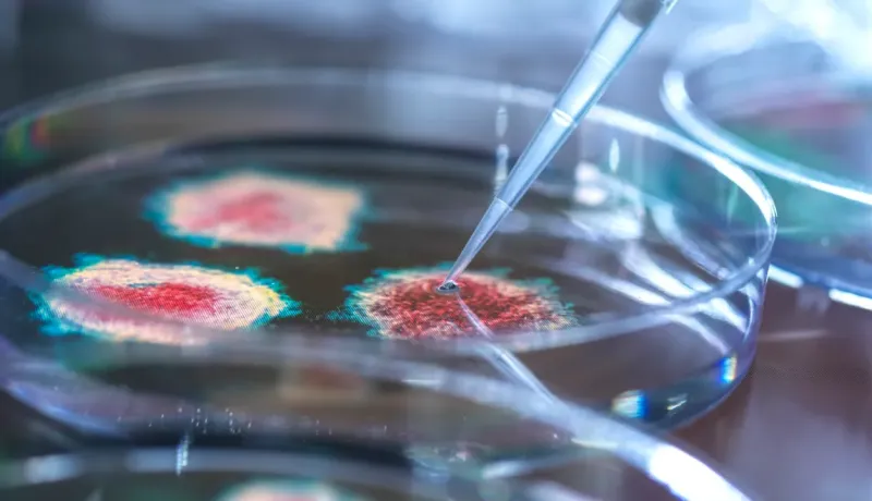 Recherche en laboratoire, pipette déposant du liquide dans une boîte de Petri.