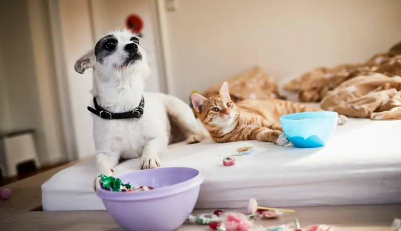 Un chien Jack Russell et un chat roux se prélassent sur un lit, avec des bols en plastique et des bonbons éparpillés.