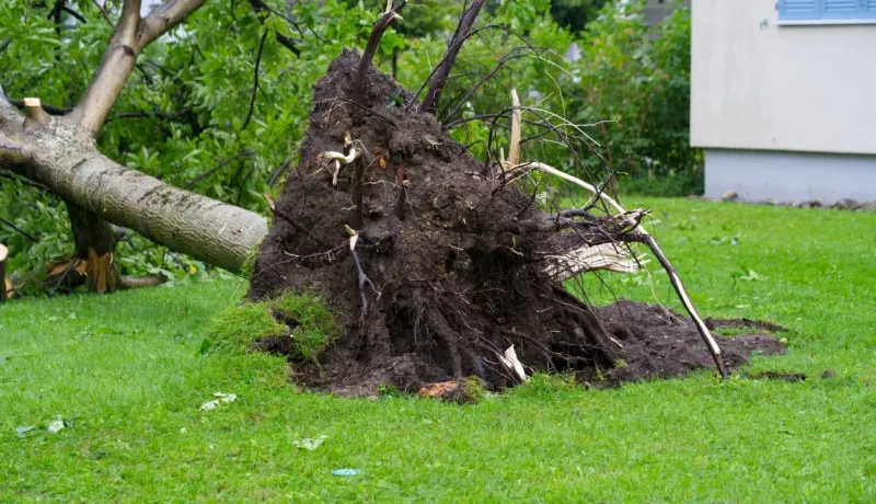 Arbre déraciné sur une pelouse verte après une tempête. La grosse motte de racines est visible au centre.
